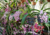 Сад орхидей - гордсоть тропического сада. Эти нежные прекрасные растения выращивают в оранжереях в специальных подвесных корзинах