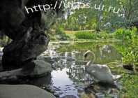 Лебеди-обитатели пруда